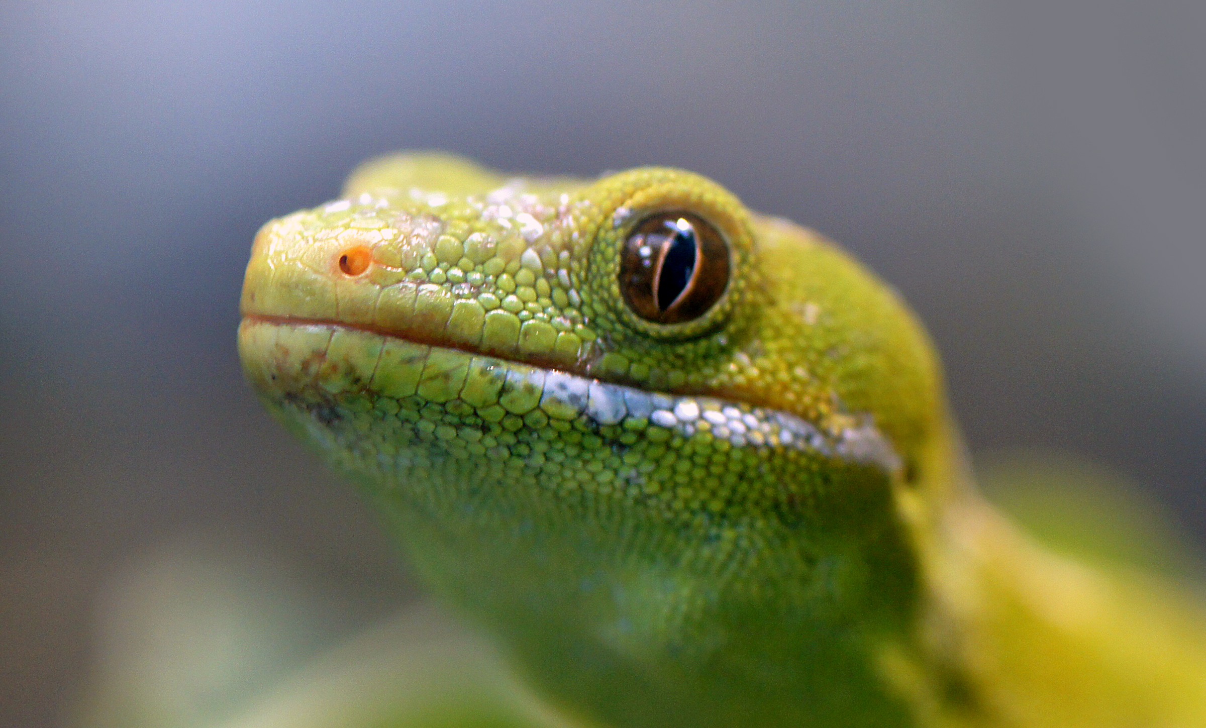 A particularly beautiful close up shot of a gecko, with a beautiful green scales. He's looking at the camera out of one visible eye while the rest of his body slowly fades out of focus